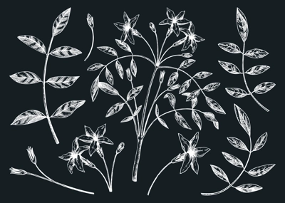 Hand sketched Jasmine botanical illustration. Vector leaves and flowers set on chalkbooard. White Jasmine - hand-drawn flowering plant in engraved style. Floral drawing of natural tea ingredients